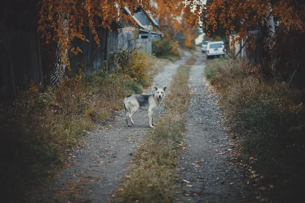 Собака на осенней дороге — стоковое фото