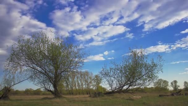 Tree and clouds — Stock Video