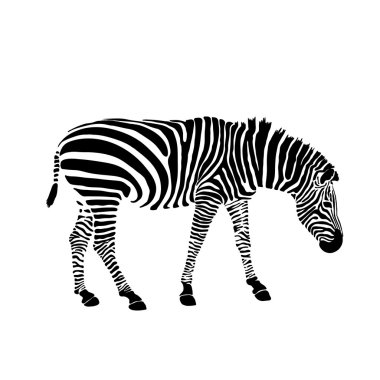 Siyah ve beyaz zebra beyaz izole. Vektör