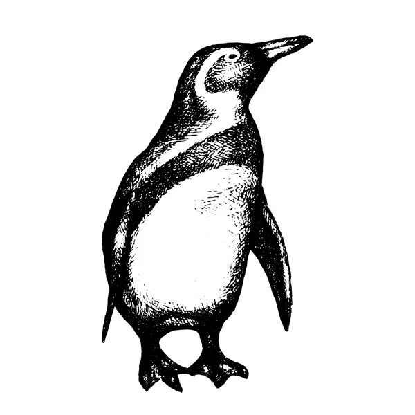 Pingüino aislado en blanco. Mano dibujada. Vector — Vector de stock