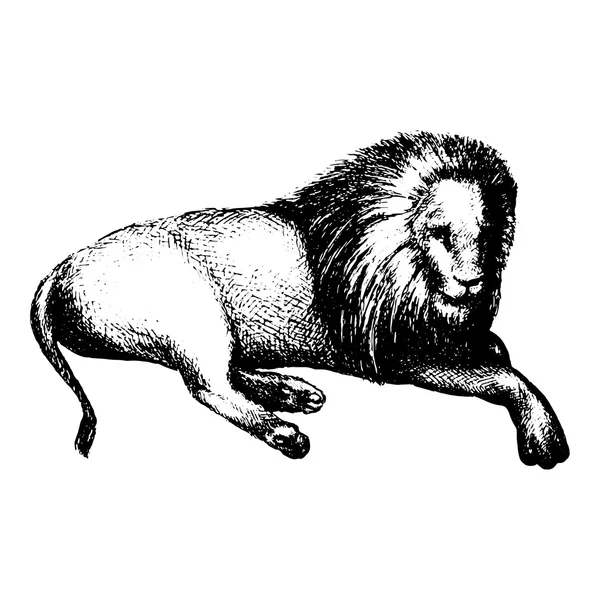 Lion isolated on white. Hand drawn. Vector — Stock Vector