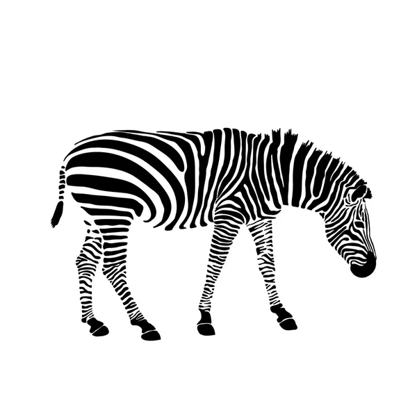 Siyah ve beyaz zebra beyaz izole. Vektör