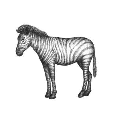 Beyaz arka plan üzerinde izole zebra. Vektör