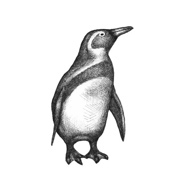 Pingüino aislado en blanco. Mano dibujada. Vector — Vector de stock