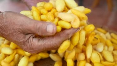 Bir yığın patates.