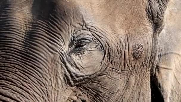 Um close de um elefante bebê que está olhando para a câmera — Vídeo de Stock