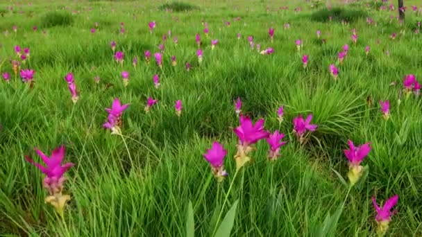 Uma flor rosa está de pé em um campo verde exuberante Vídeo De Stock