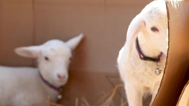 En hund som står framför en spegel som poserar för kameran — Stockvideo