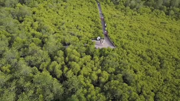 Pociąg na bujnym zielonym lesie — Wideo stockowe
