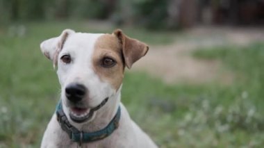 Bir köpek kameraya bakıyor.