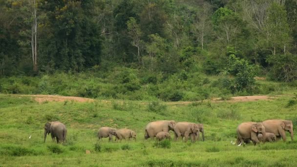 Una manada de elefantes caminando a través de un exuberante campo verde — Vídeo de stock