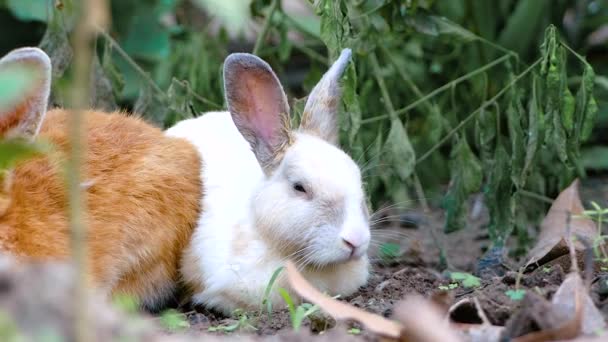 Un pequeño animal en un jardín — Vídeo de stock