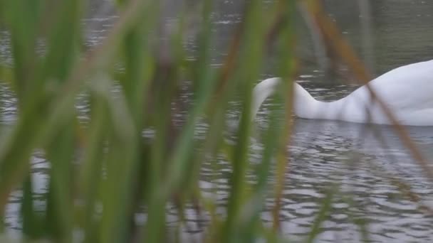 A bird swimming in water — Stock Video
