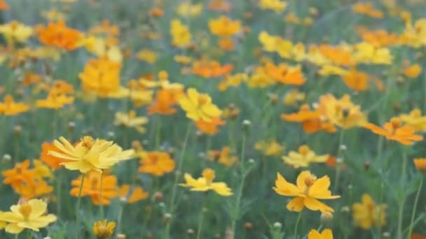 Zbliżenie kwiatu — Wideo stockowe