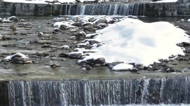 A flock of seagulls in a pool of water — Stock Video