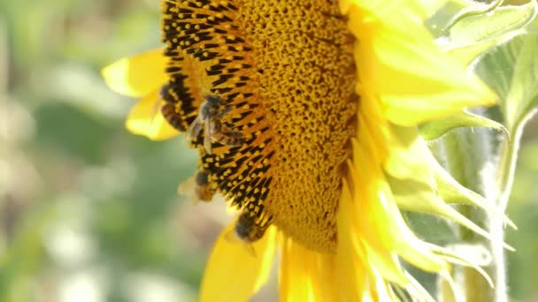 Un primer plano de una flor — Vídeos de Stock