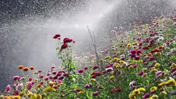 Un primo piano di un giardino floreale — Video Stock