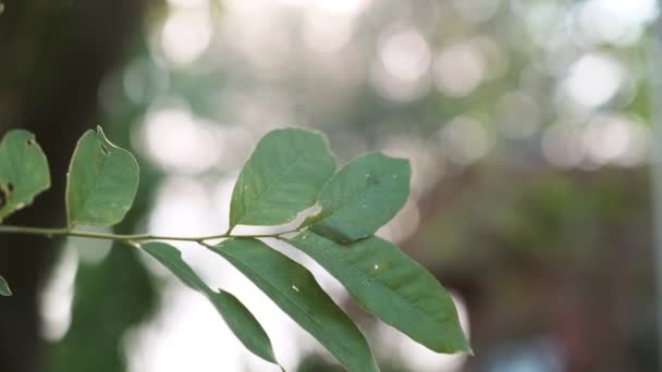 A close up of a tree — Stock Video