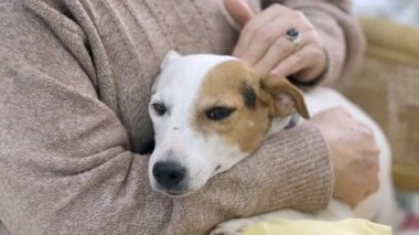 Yatakta oturan bir köpek
