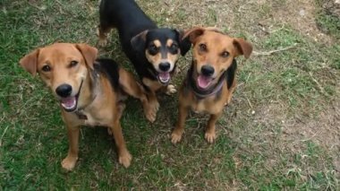 Çimlerin üzerinde duran bir köpek