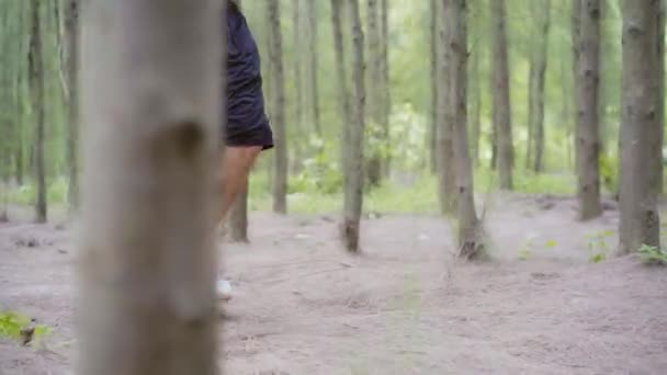 Puu metsässä — kuvapankkivideo