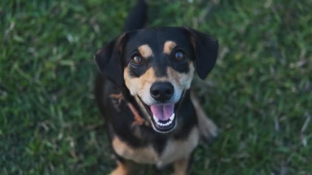 Een hond zittend in het gras — Stockvideo