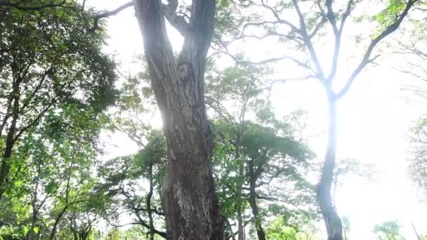 Крупним планом дерево — стокове відео
