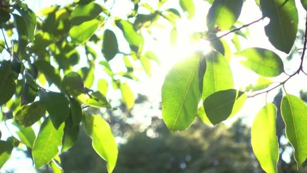 树枝上的青苹果 — 图库视频影像
