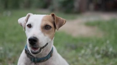 Bir köpek kameraya bakıyor.