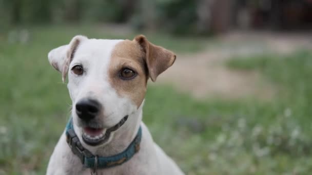 A dog looking at the camera — Stock Video