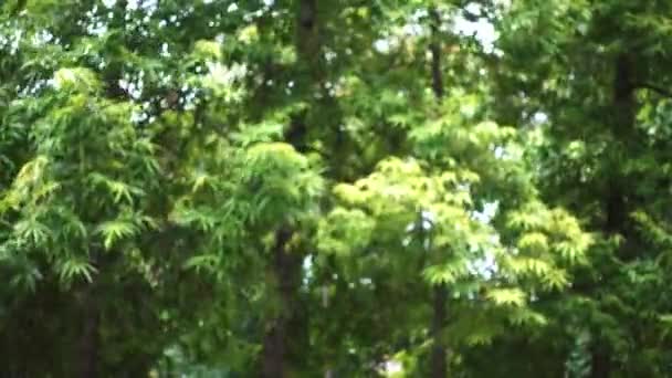 Ormanda bir ağaç — Stok video