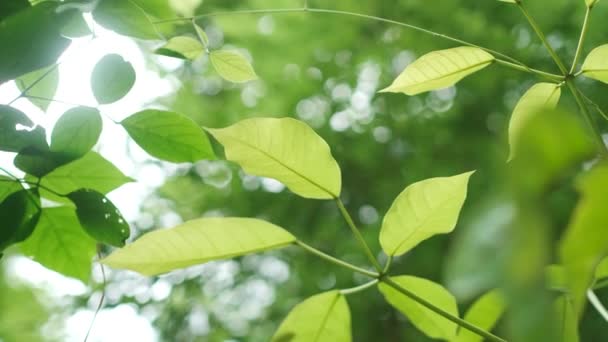 Un oiseau perché sur une branche d'arbre — Video