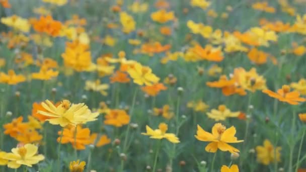Крупный план цветка — стоковое видео