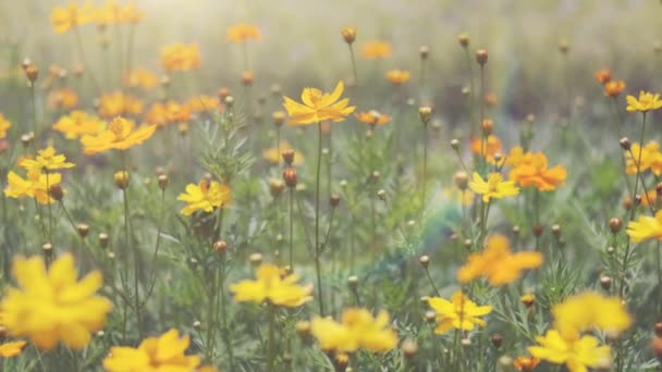 Een vaas van bloemen zittend boven op een gras bedekt veld — Stockvideo