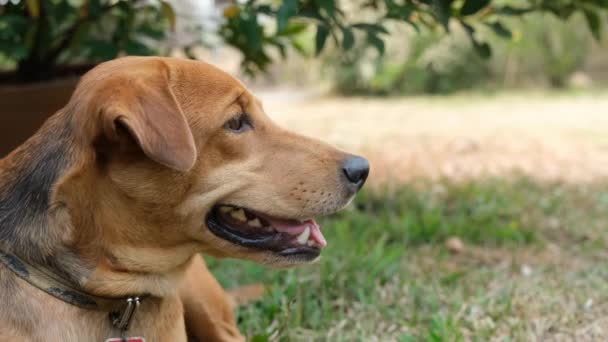 Un gran perro marrón sentado en la hierba — Vídeos de Stock