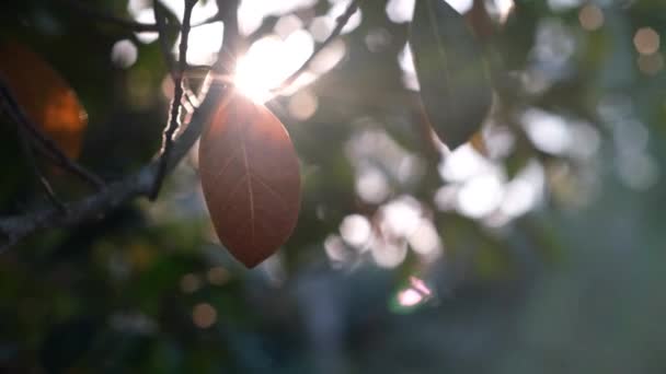 Un primer plano de un árbol — Vídeo de stock