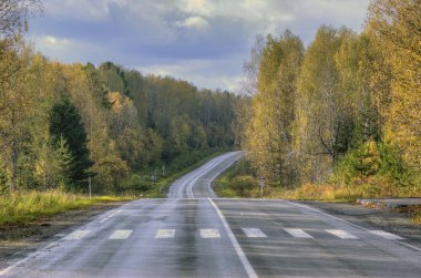 Sonbahar road, huş ağacı, yaya geçidi, yol işaretleri altın giyinmiş,