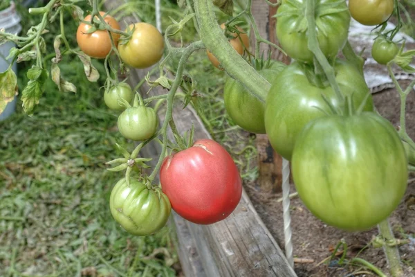 Rajčata, rajčata pěstování na zahradě ve skleníku — Stock fotografie