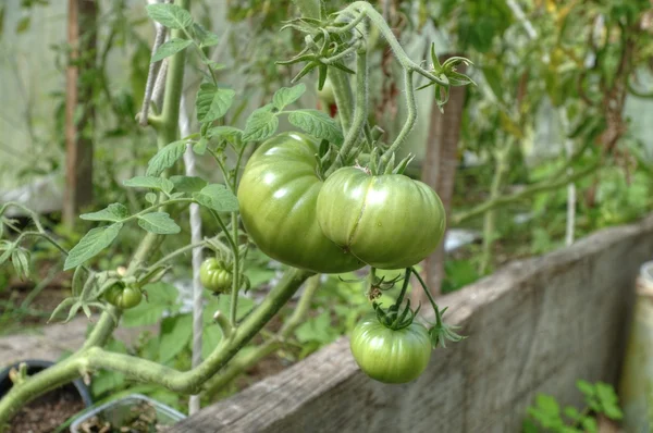 Pomidory, pomidory rosnące w ogrodzie w szklarni — Zdjęcie stockowe