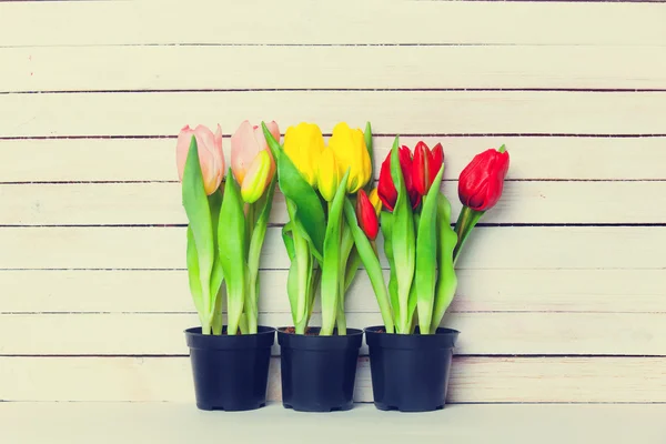 Пучки тюльпанов на деревянном фоне — стоковое фото