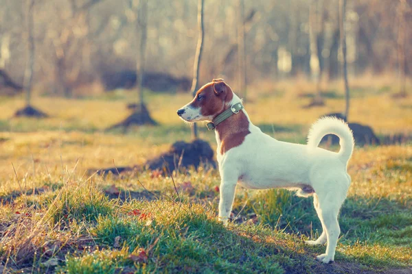 Ładny pies w parku — Zdjęcie stockowe
