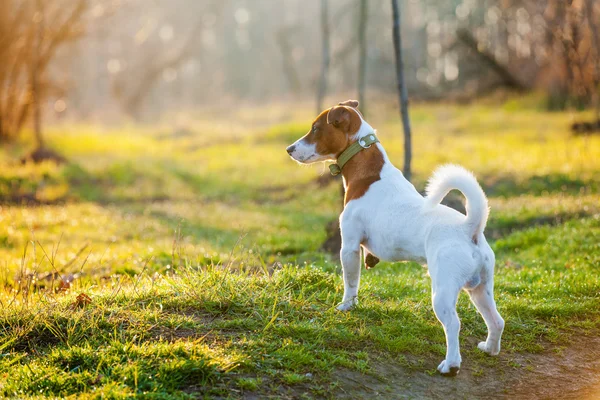 Netter Hund im Park — Stockfoto