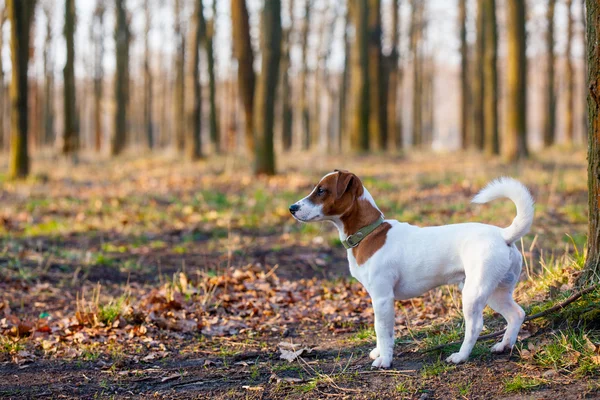 Parktaki sevimli köpek.