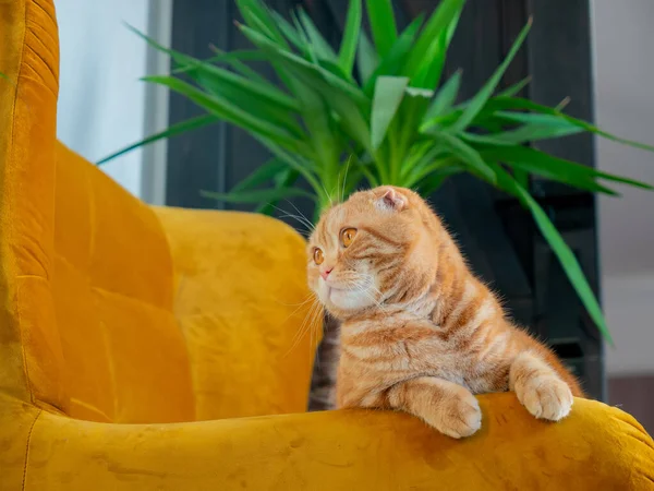 Рыжая Шотландская Складная Кошка Кресле — стоковое фото