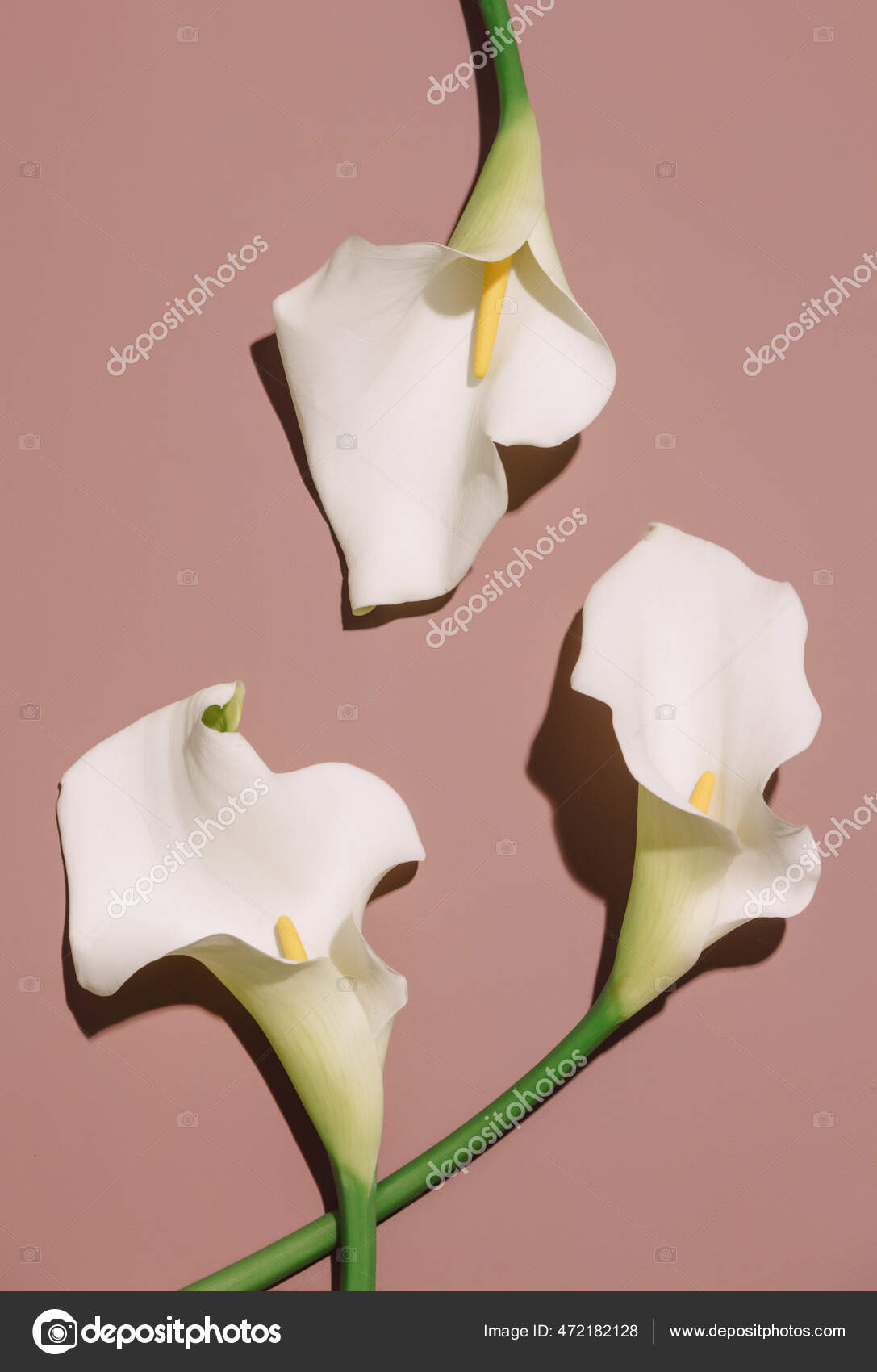 Calas blancas fotos de stock, imágenes de Calas blancas sin royalties | Depositphotos Calas blancas fotos de stock, imágenes de Calas blancas sin royalties | Depositphotos