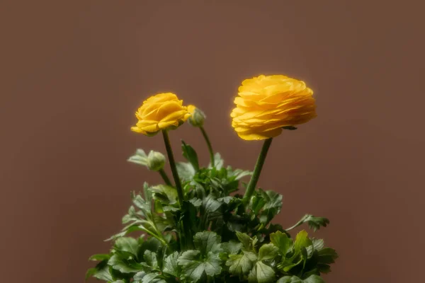 Nahaufnahme Auf Gelber Ranunkelblume Auf Braunem Hintergrund — Stockfoto