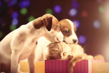 Şirin kedi ve köpek.