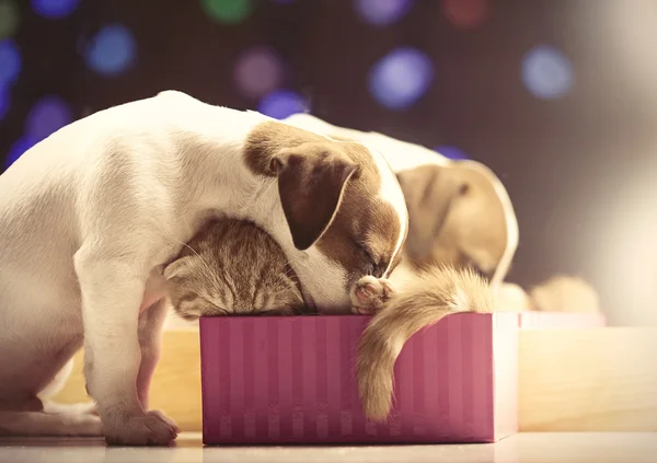 Gato bonito e cão — Fotografia de Stock