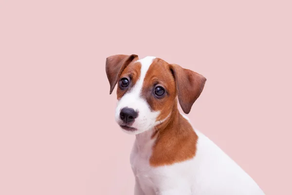 Jack Russell terrier — Stock Photo, Image