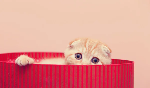 Portrait of Scottish Fold kitten — Stock Photo, Image